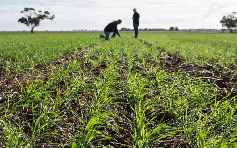 agronomic-research-australian-grain-technologies